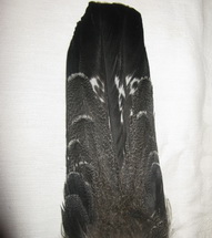 Capercailli Complete Tail standart
